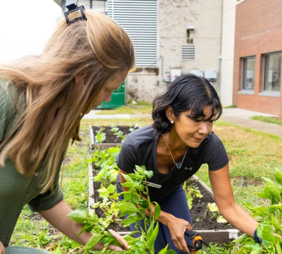 Two women tending leafy plants together in a raised community garden bed